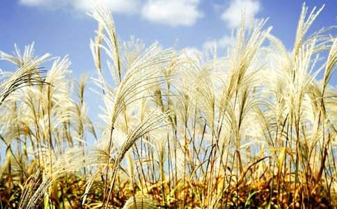 �JȔٝ��x��