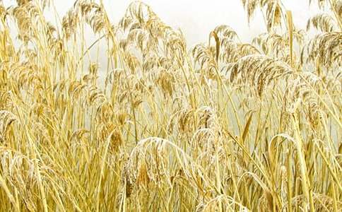 小學生描寫蘆葦的作文