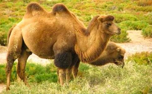 《找駱駝》續(xù)寫作文