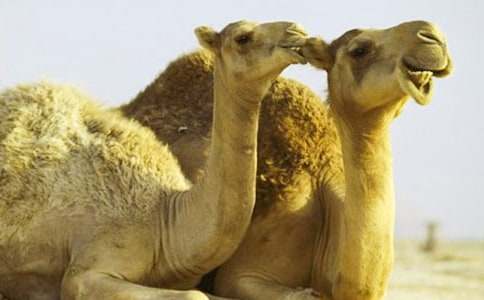 找駱駝教學(xué)設(shè)計怎么寫