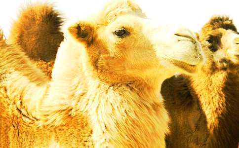 滬教版六下《在埃及數(shù)駱駝》教學(xué)設(shè)計(jì)