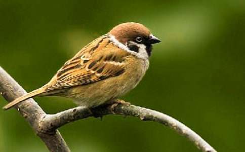 描寫麻雀的作文13篇