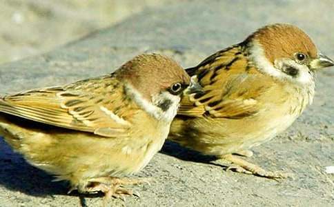 描寫麻雀的作文200字