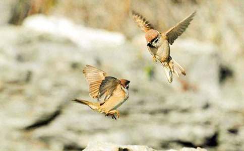 描寫麻雀的作文650字