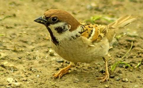 �茑С��ȸ�ă�(y��u)������