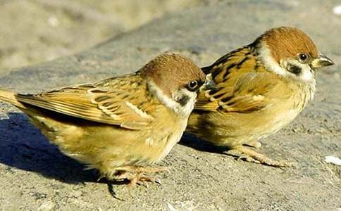 С��ȸ�̌W(xu��)�O(sh��)Ӌ