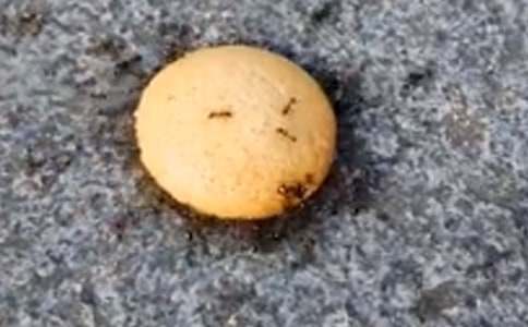 С���°�ˇ�g(sh��)Λρ�ᶹ�̰�