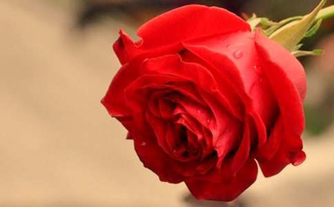 綻放的玫瑰作文