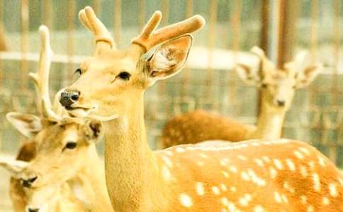 ��һ��ι÷��¹350������