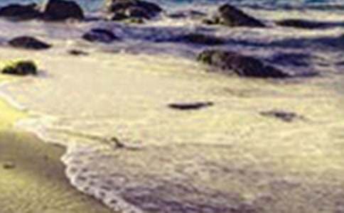 深圳的美景作文