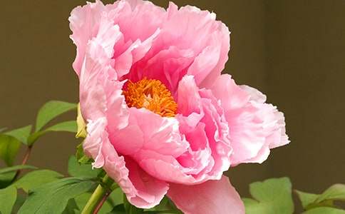 精選牡丹作文300字(通用28篇)