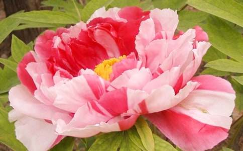 觀察牡丹花作文(15篇)