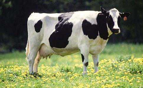 �r(n��ng)��(ch��ng)��ţ�I�u��ͬ