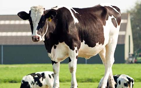 奶牛作文400字四篇