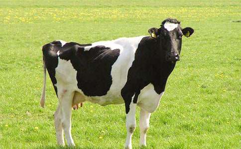 �����c��ţ�̌W(xu��)�O(sh��)Ӌ(j��)