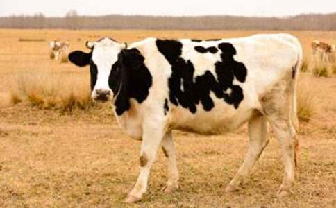 ��ţ�I�u��ͬ