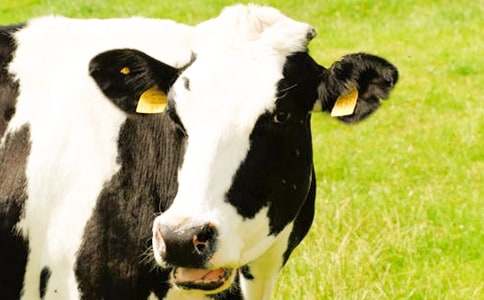 C�Z���㷨Ӗ(x��n)������ο��ţ