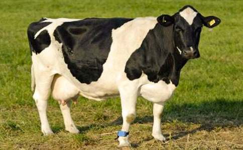 ���P(gu��n)��ţ����300��4ƪ