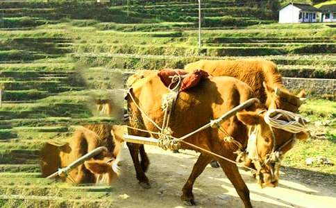 ţ܇�ϵĎ�������