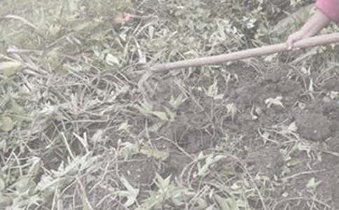 第一次干農(nóng)活作文(精選13篇)