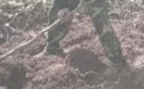 我為媽媽干農(nóng)活作文(通用36篇)