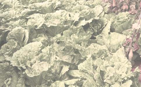 形容農(nóng)作物的詞語(yǔ)