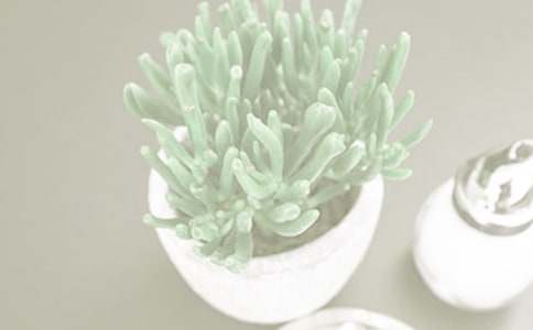 學(xué)生作文 我的小盆栽