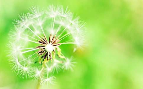 蒲公英與墻頭草-小學(xué)生童話作文