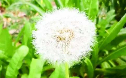 �а��Z��СΛρ���ѹ�Ӣ�̰�