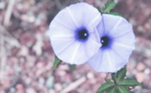 �����͠���������һ�n�r�Ľ̰��O(sh��)Ӌ