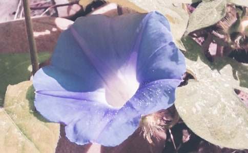 ��ţ���а�ƌW(xu��)�̰�