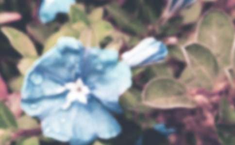 我的植物朋友牽牛花作文