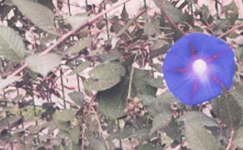 ���������ķ���_С�W������