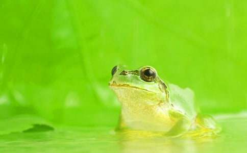 �а��Z(y��)�ԡ�С���ܵĽ����̰�����˼