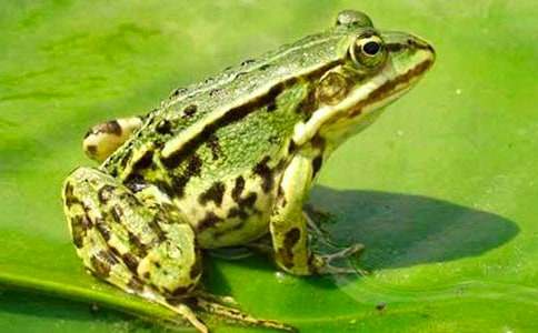 С�����gС���ܵĽ̰�