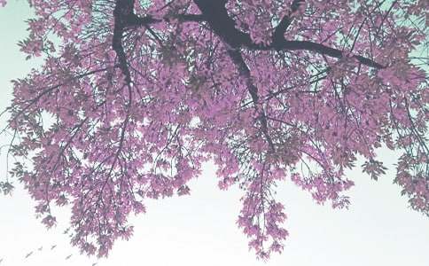 2015�＾�W(xu��)���˽̰�С�W(xu��)���꼉(j��)���σ�(c��)�W(xu��)�̌W(xu��)����Ӌ(j��)��