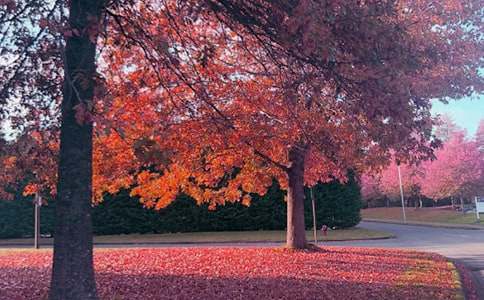 秋日的私語(yǔ)高三優(yōu)秀作文