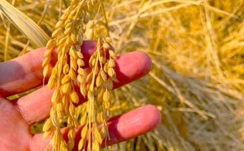 【精華】秋收作文300字九篇