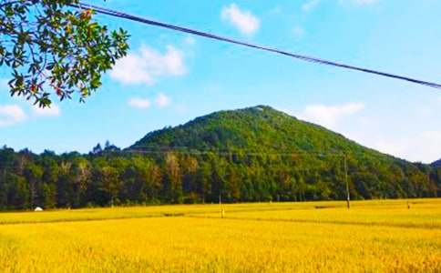 第一次秋收作文(通用10篇)