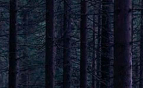 ɭ�ַ���С�లȫ�̰����ģ����x9ƪ��