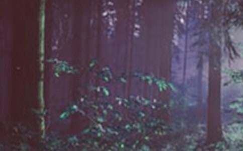 ��ɭ�ַ��� ������؟(z��)������(hu��)�̌W(xu��)�O(sh��)Ӌ(j��)