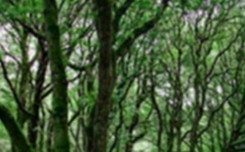 С�����g�̰���ɫ��ɭ�ִ���µ�����