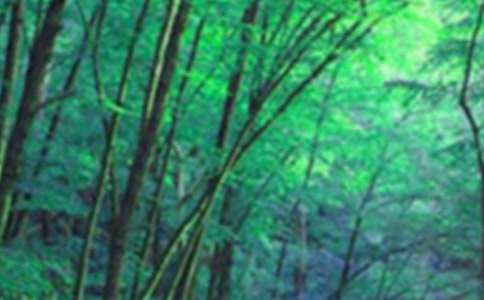 ���ɭ�ַ���������؟(z��)�̰�����