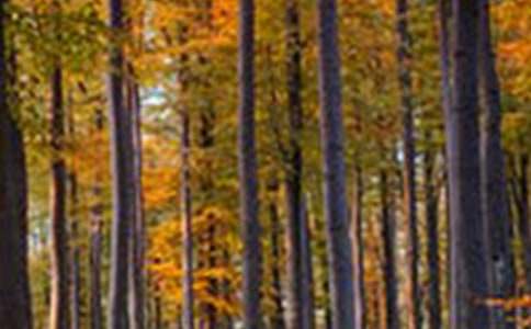 ��ɭ��,��á��̰�