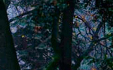 ɭ�ֳ�������600�֣�ͨ��26ƪ��