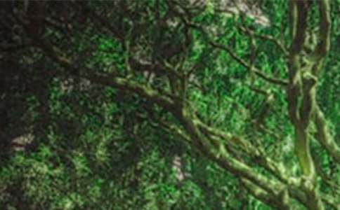 ɭ�ַ���̰���ͨ��10ƪ��