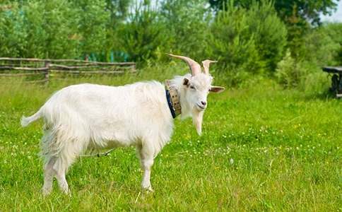 ��������ɽ�������600��