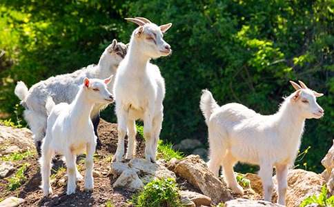 ��ɽ�򠔠��^�ӿ��D����