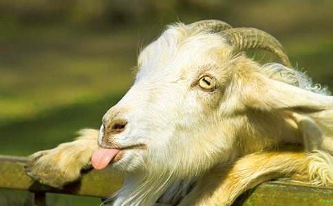 Сɽ���^��(d��)ľ������