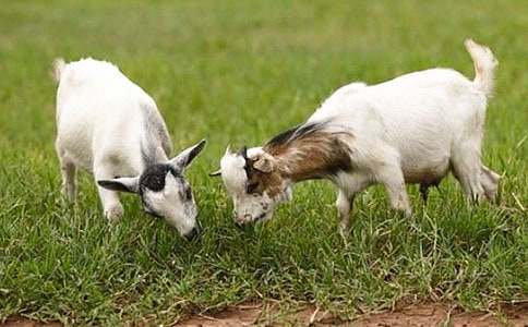 ����ɽ������